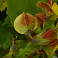 Crotalaria retusa L.